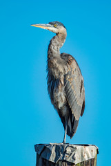 great blue heron standing on a pier with blue sky background