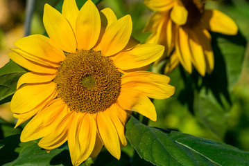 Obraz premium sunflowers under the sun with green background
