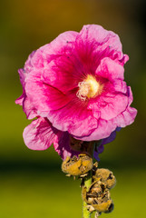 Fototapeta premium isolated pink flower under the sun with blur green background