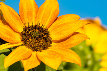 single sunflower close up with blue sky background