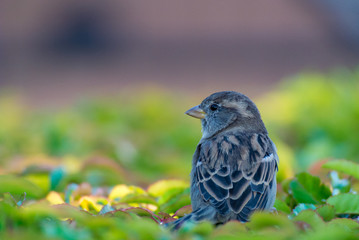 female sparrow resting on top of green bush in the shade