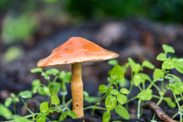 orange mushroom pop out of ground surrounded by green grass
