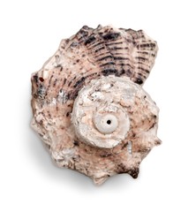 Conch Shell Isolated