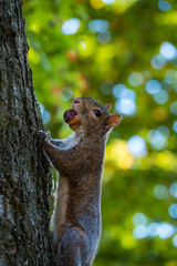 Obraz premium squirrel climbing the tree while holding a nut in its mouth