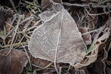 fallen dry leaves under hoarfrost