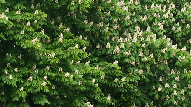 Flowering branches of chestnut tree