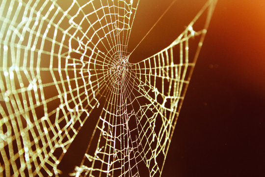 Spider Web