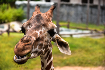 Giraffe
