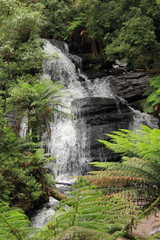 Fototapeta na wymiar Australian forest
