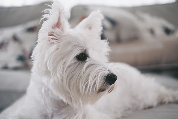 white westie dog