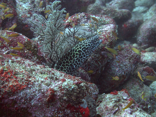 White spotted moray eel at the Komodo Islands
