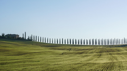 Fototapeta premium traditional Tuscany landscape