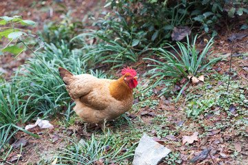 hen on ground