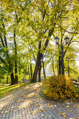 Autumn park with golden trees