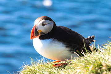 Islands Schoenheiten der Landschaft Natur, Umwelt, Tiere