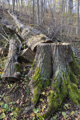 Stump with part of green moss and truncated trunk in the background.