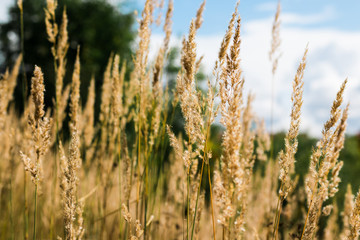 Yellow ears and grass on a field in an autumn