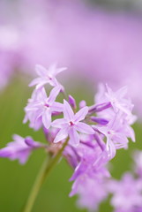 Fototapeta premium Closeup purple society garlic flowerson green background