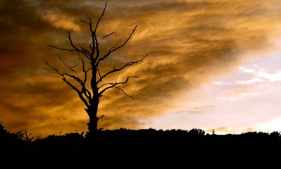 samotne drzewo na tle zachodzącego słońca