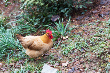 hen on ground