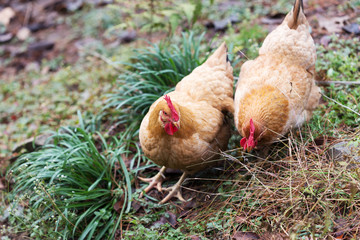 hen on ground