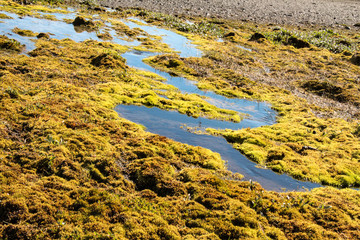 Islands Schoenheiten der Landschaft Natur, Umwelt, Tiere