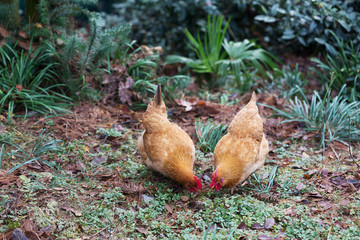 hen on ground