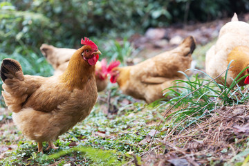 hen on ground