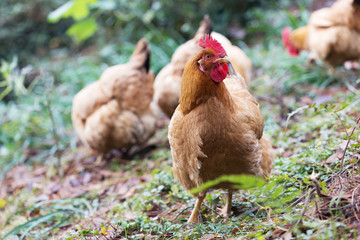 hen on ground