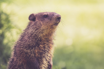 Mama Groundhog (Marmota Monax) keeps a watchful eye on a spring morning in green grass