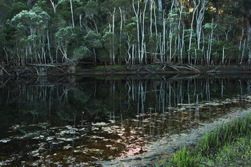 Toorloo Arm Walk at Lakes Entrance
