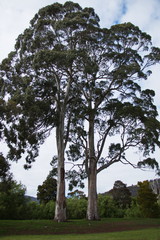 Eucalyptus trees on Tasmania
