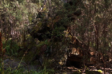 Moss on trees at Franklin River Nature Trail in Tasmania
