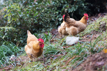 hen on ground