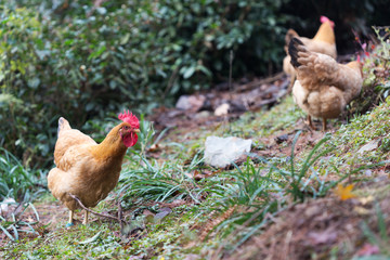 hen on ground