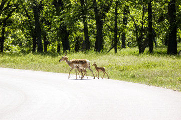 Pronghorn Antelope Doe with 2 Fawns