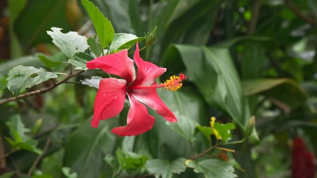 close up of a red hibiscus tropical flower on maui's famous road to hana