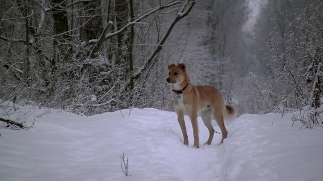 dog in a winter forest
