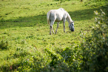 a white horse is walking freely on the lawn
