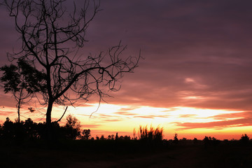 silhouette of a tree at sunrise is beautiful and was overcast.