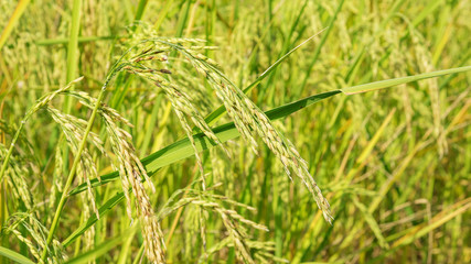 Close up of an ear rice plant in Thailand.