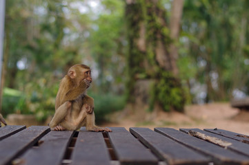 Long tail macaque monkeys in Thailand sitting on a wooden place