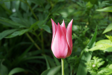 pink white Tulip flower in garden outdoor with a green background
