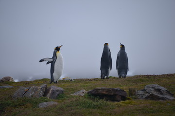 Obraz premium King penguin colony in South Georgia (Antarctic)