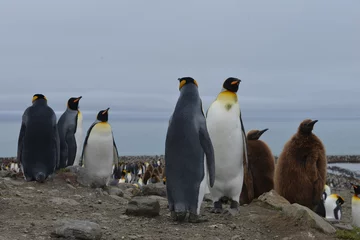 Fototapeten King penguin colony in South Georgia (Antarctica) © vormenmedia