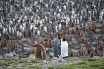 Fototapeten King penguin colony, South Georgia © vormenmedia