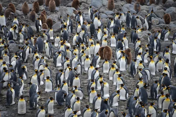 Fototapeten Group pinguins © vormenmedia