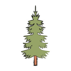 pine trees design