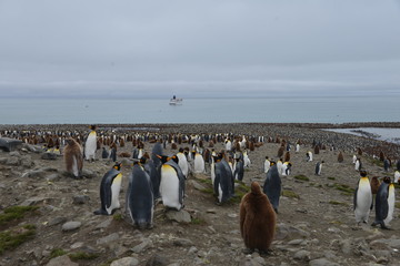 Obraz premium King penguin colony in South Georgia , clear blue sky