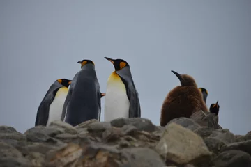 Fototapeten Relaxing King penguin colony in South Georgia © vormenmedia